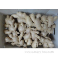 Normal Air Dried Ginger